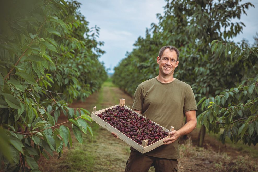 Landwirt Arne Busch in seiner Kirschenplantage