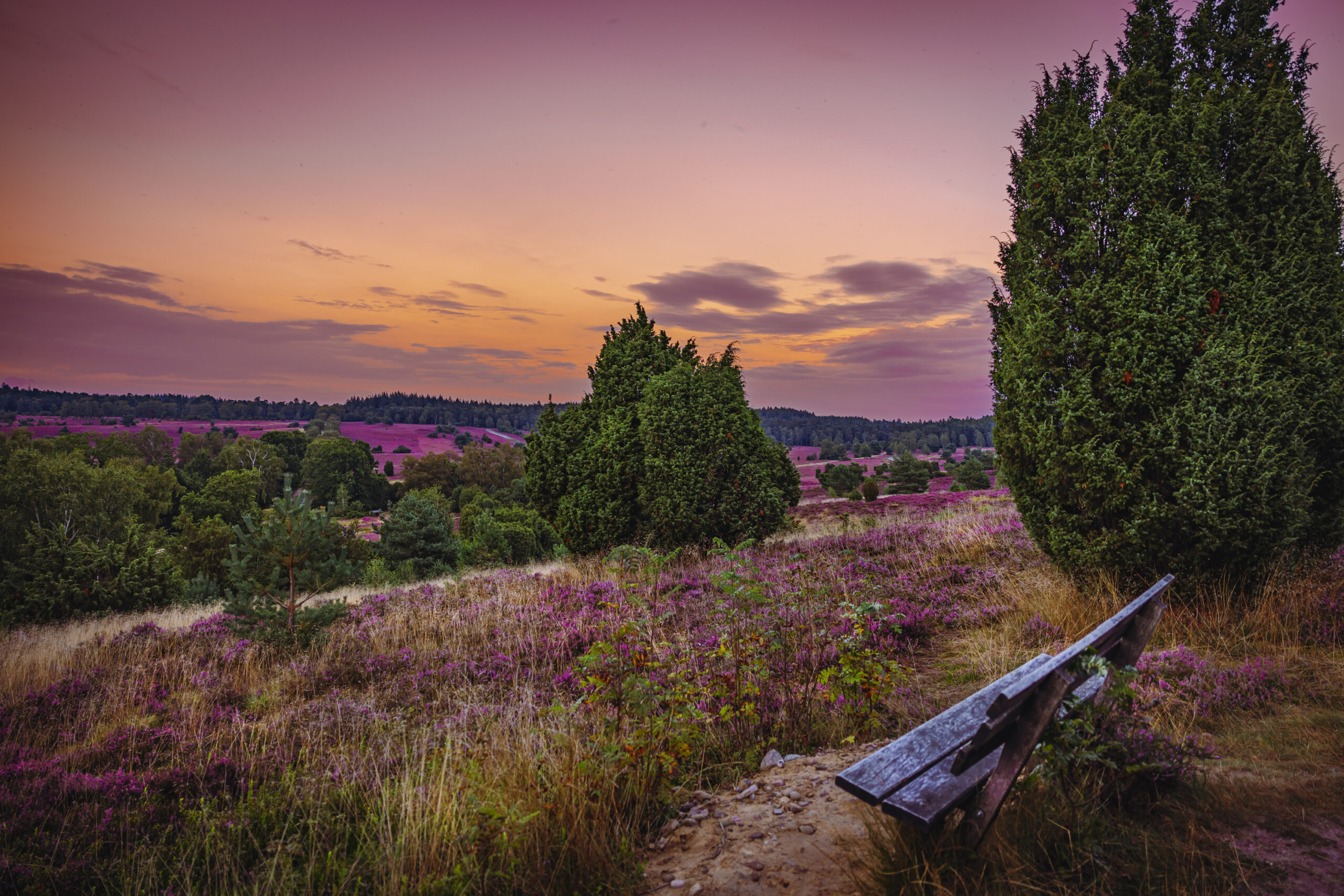 Weitblick: Vom Turmberg in der Nähe von Bispingen können Besucher über die blühende Heide blicken und sich an der Stille erfreuen.