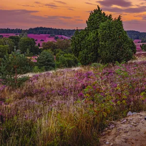 Weitblick: Vom Turmberg in der Nähe von Bispingen können Besucher über die blühende Heide blicken und sich an der Stille erfreuen.