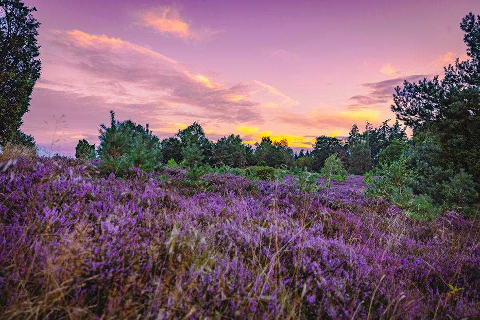 Besonders schön ist die Heideblüte zum Sonnenauf- oder -untergang. Aber auch dazwischen lohnt sich ein Besuch der zahlreichen Hot-Spots.