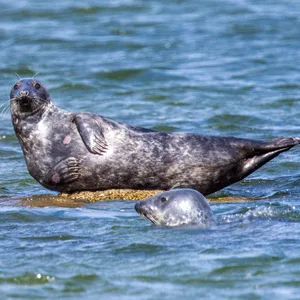 Eine Kegelrobbe liegt auf einem Stein im flachen Wasser