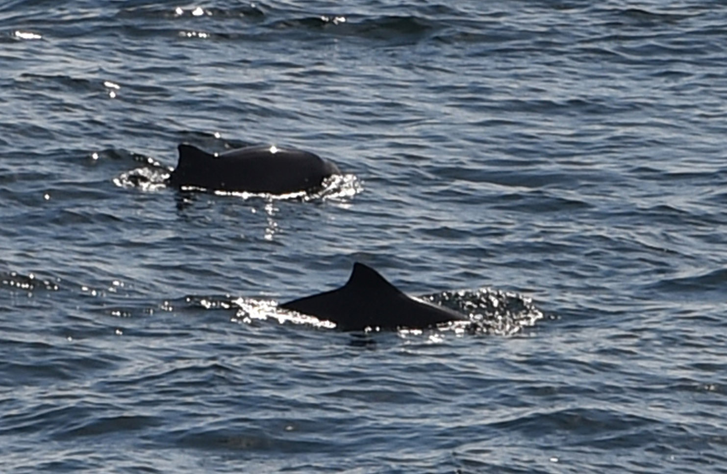 Zwei Schweinswale in der Ostsee