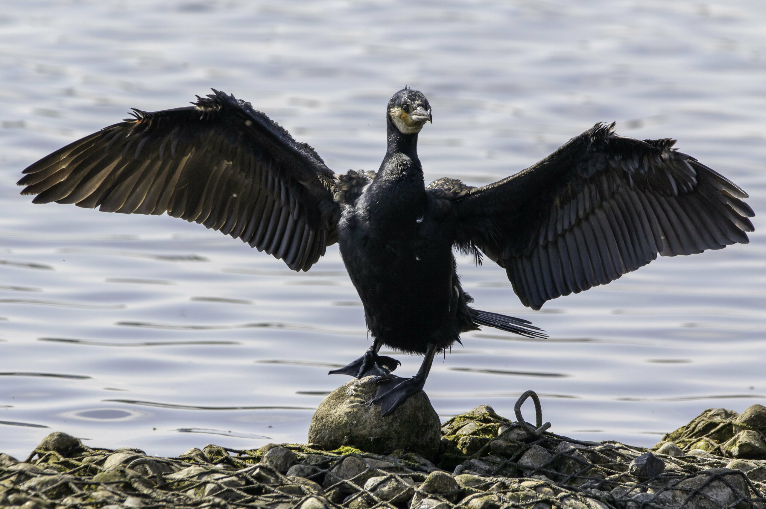 Ein Kormoran trocknet seine Flügel