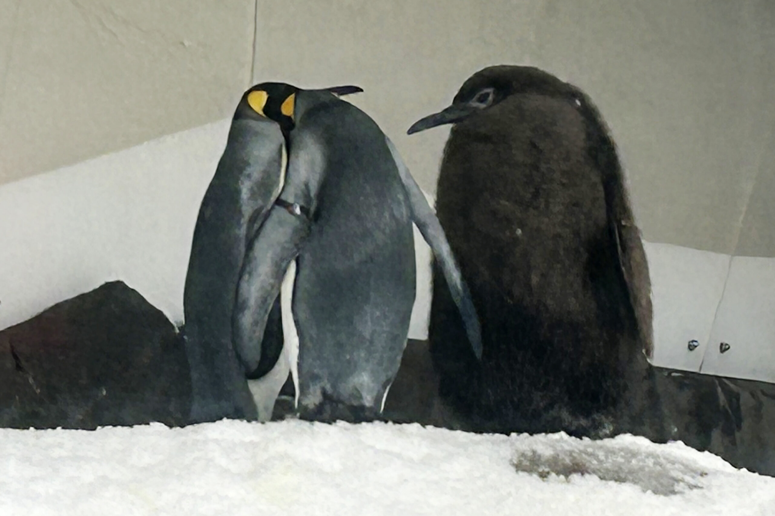 Königspinguine mit Nachwuchs