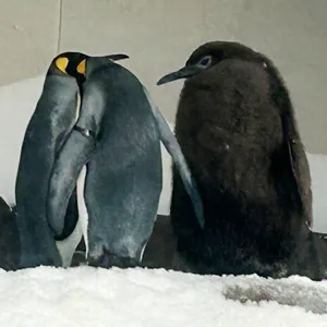 Königspinguine mit Nachwuchs
