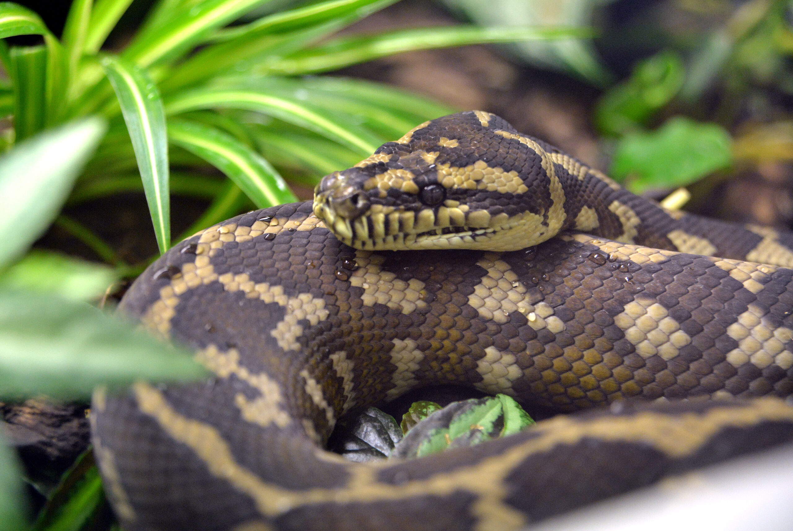 Rautenpython im Zoo von Berlin