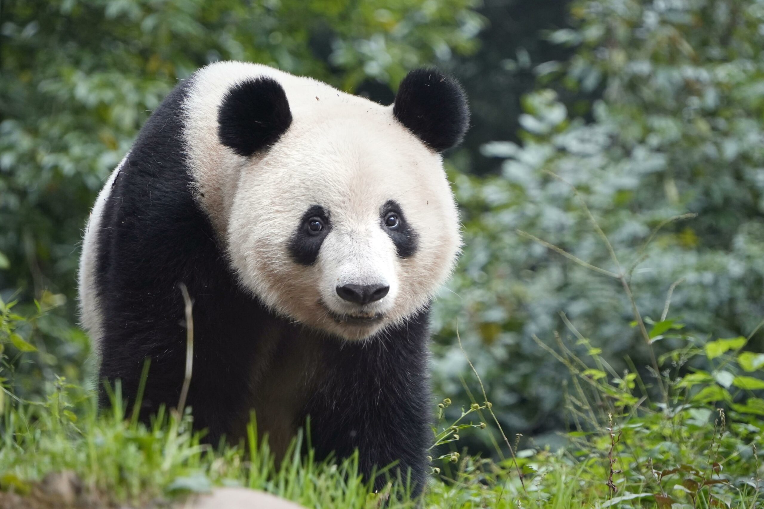 Ein Großer Panda