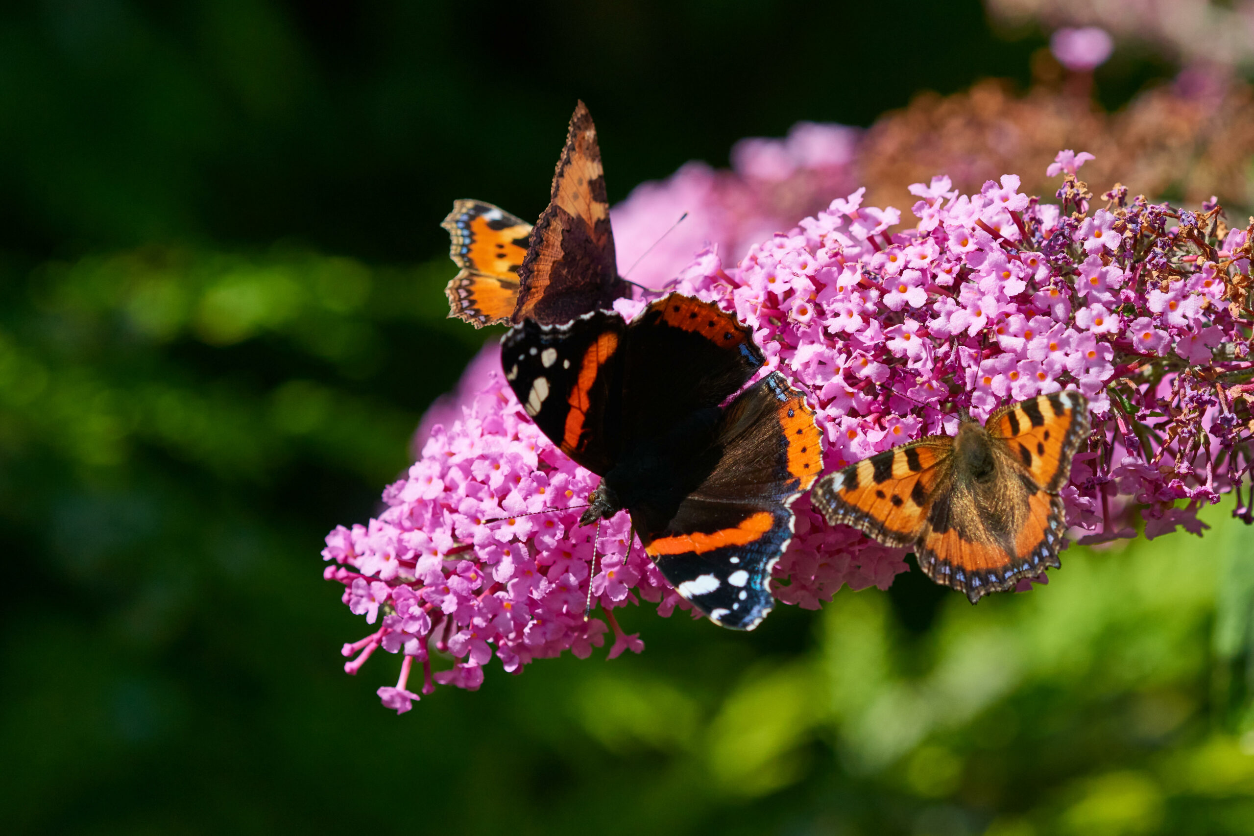 Schmetterlinge auf einer Blume