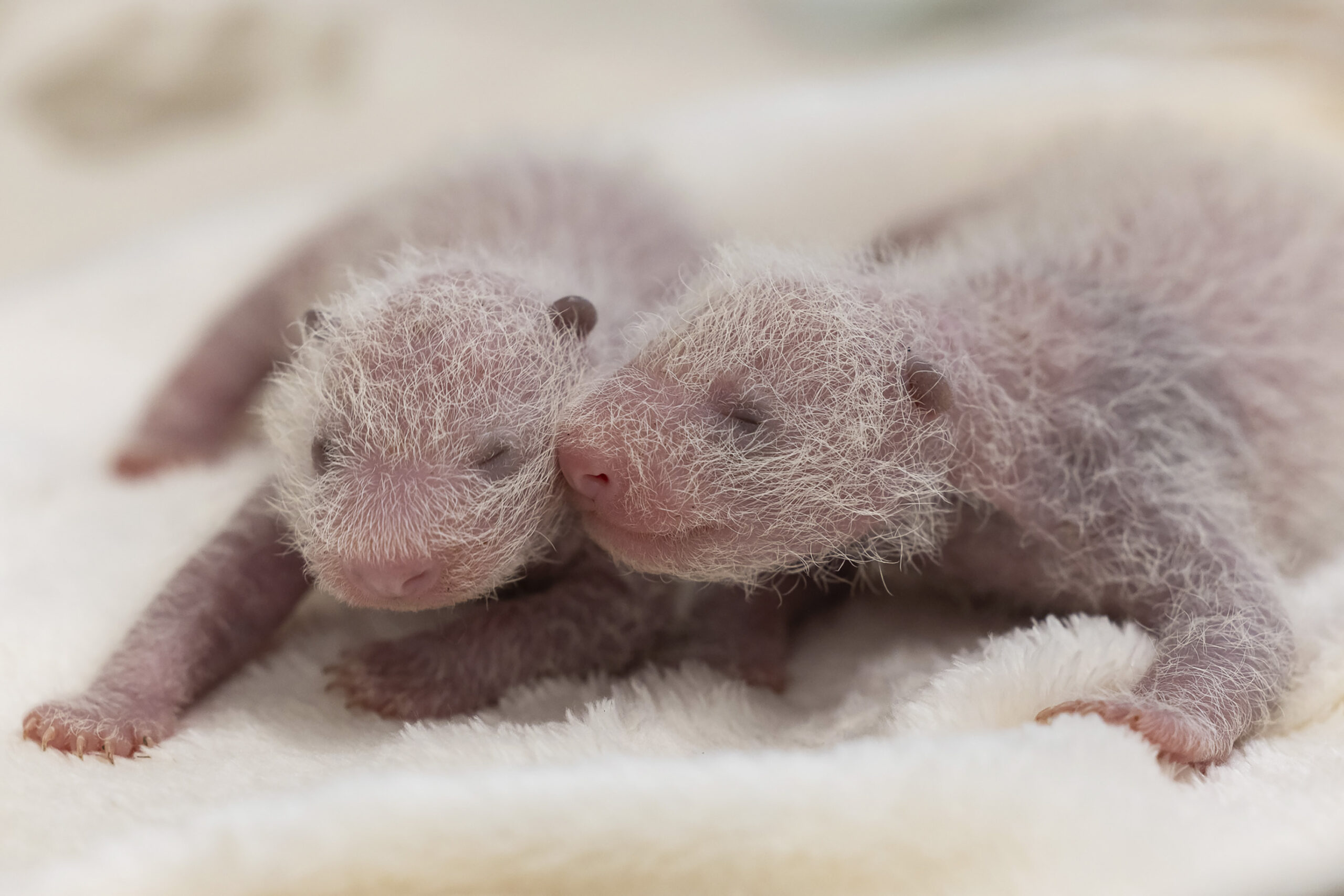 Die zwei neugeborenen Panda-Zwillinge liegen auf einer weißen Decke.