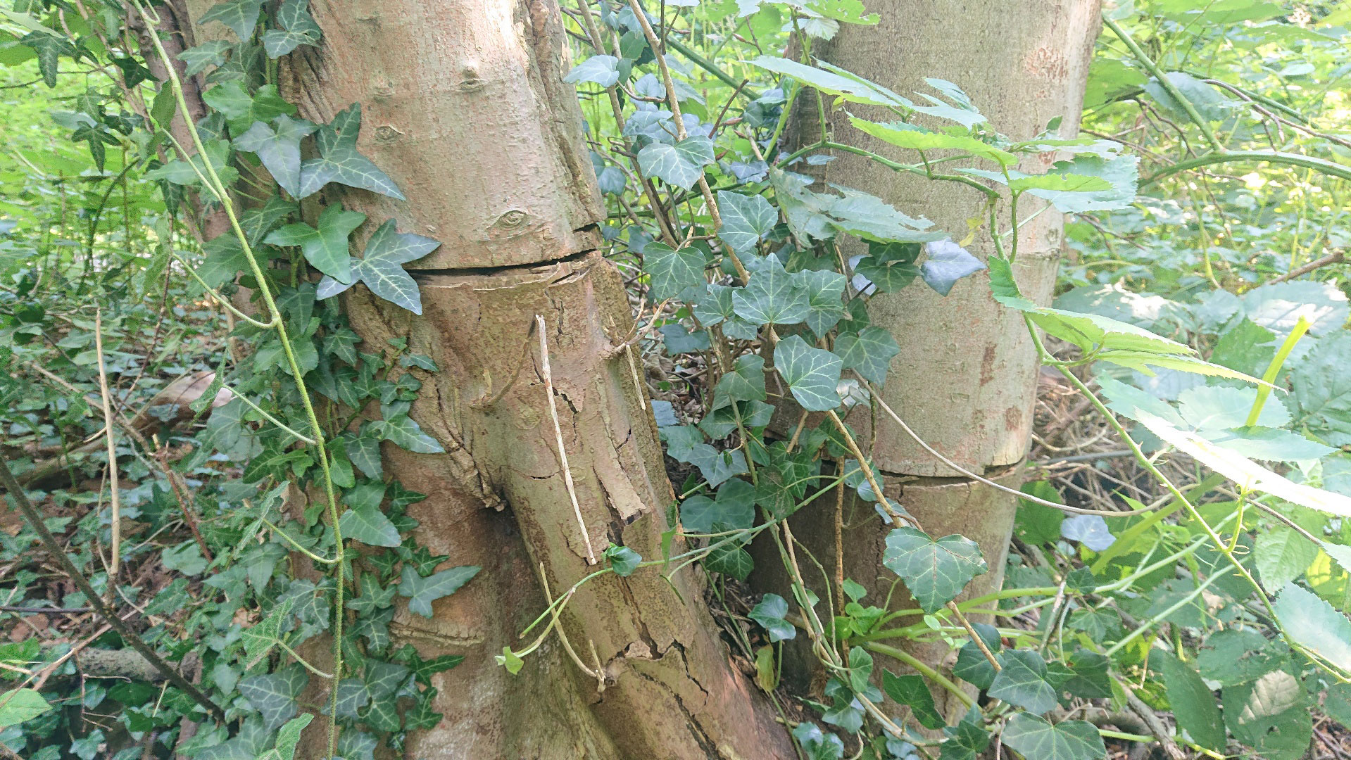 Einer der beschädigten Bäume im Waldpark Falkenstein