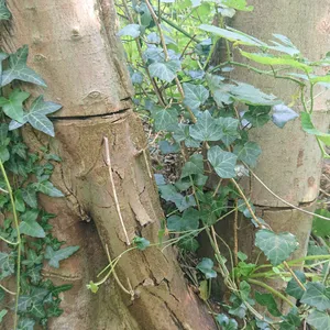 Einer der beschädigten Bäume im Waldpark Falkenstein