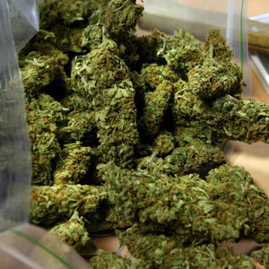 Beschlagnahmtes Cannabis (Symbolbild).