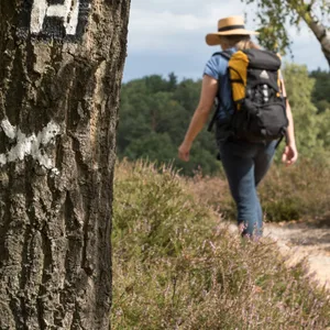 Das Naturschutzgebiet Fischbeker Heide: ist der erste Abschnitt des Heidschnuckenweges.