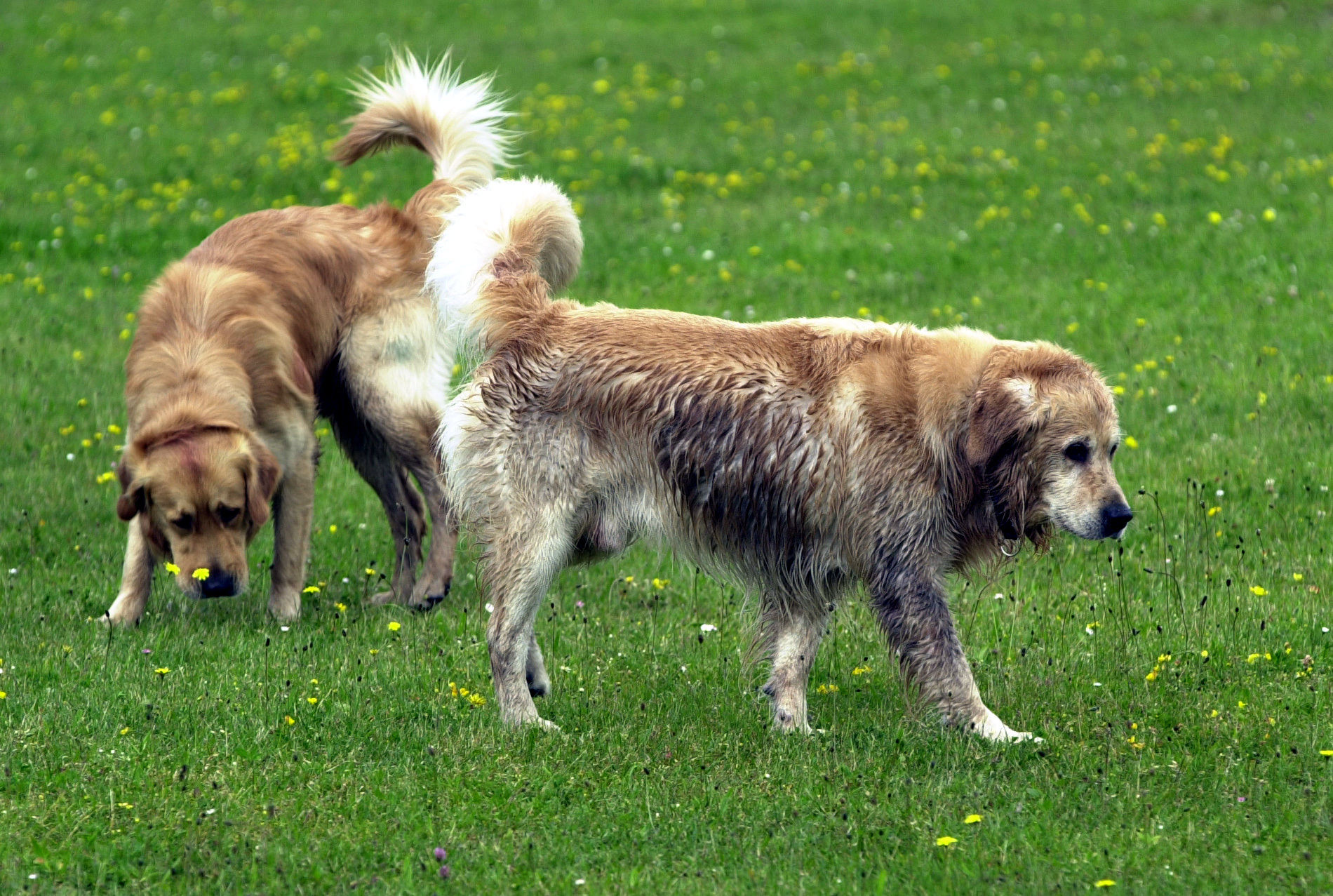 Zwei Hunde ohne Leine auf einer Wiese