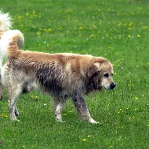 Zwei Hunde ohne Leine auf einer Wiese