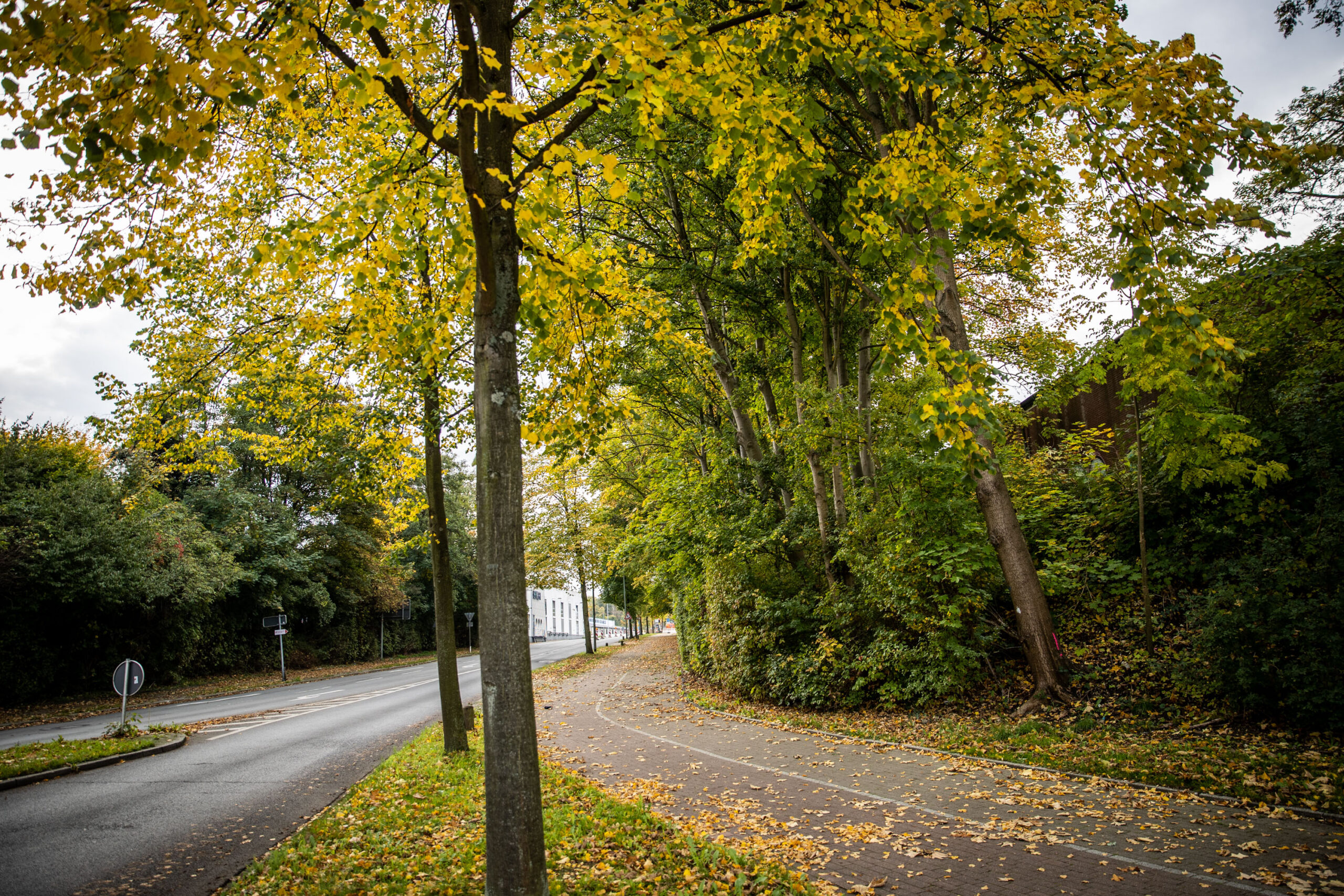 Bäume am Straßenrand.