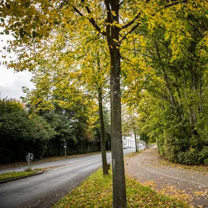 Bäume am Straßenrand.
