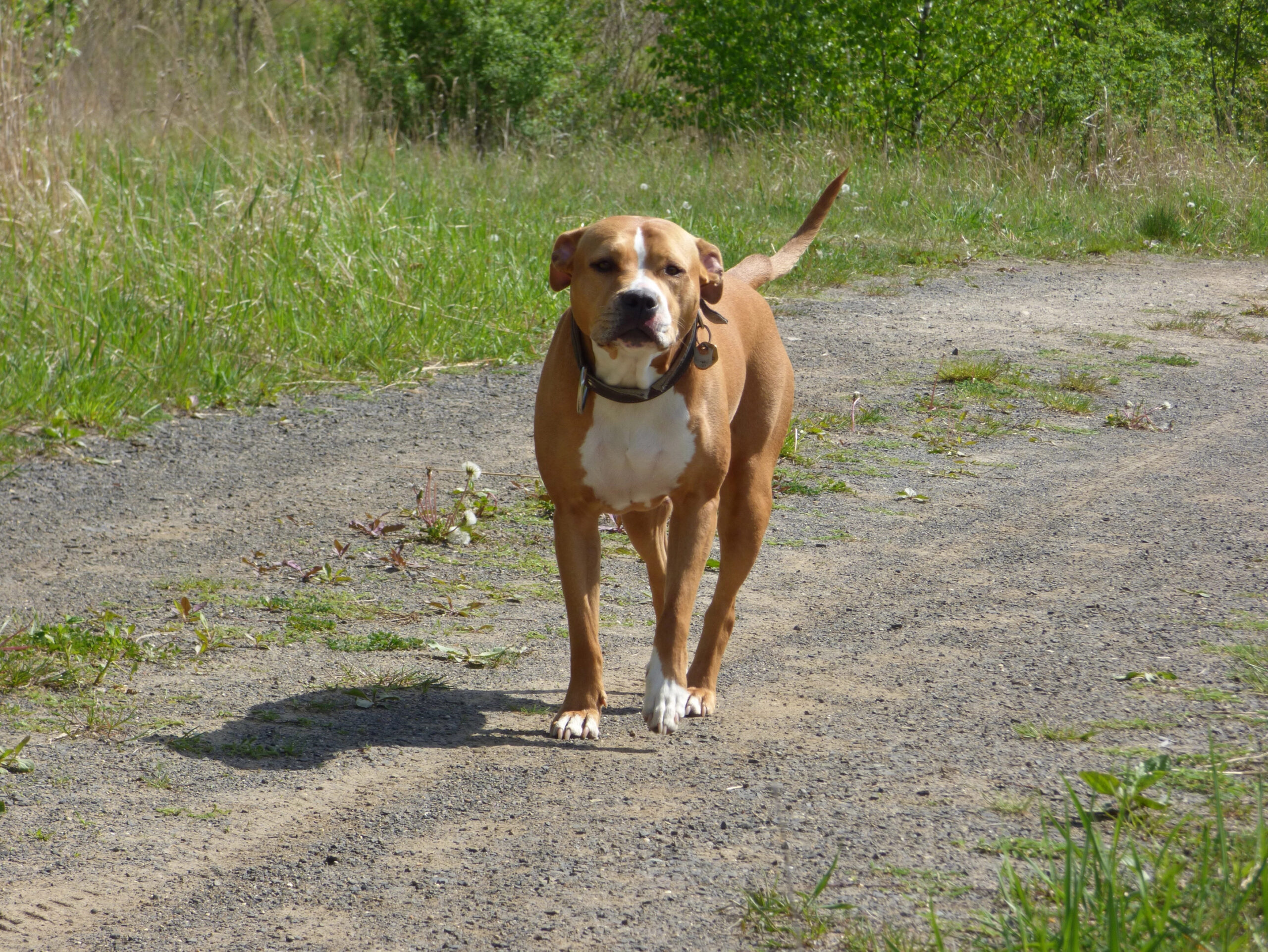 In Rotenburg Wümme: Unangeleinter Pittbull greift Kleinen Hund an und verletzt ihn schwer – Mädchen unter Schock