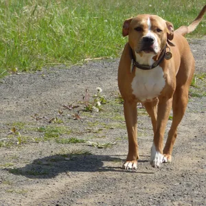 In Rotenburg Wümme: Unangeleinter Pittbull greift Kleinen Hund an und verletzt ihn schwer – Mädchen unter Schock