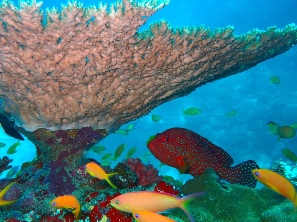 Am Hausriff des Intercontinental Maldives Maamunagau Resorts herrscht ein buntes Unterwassertreiben.