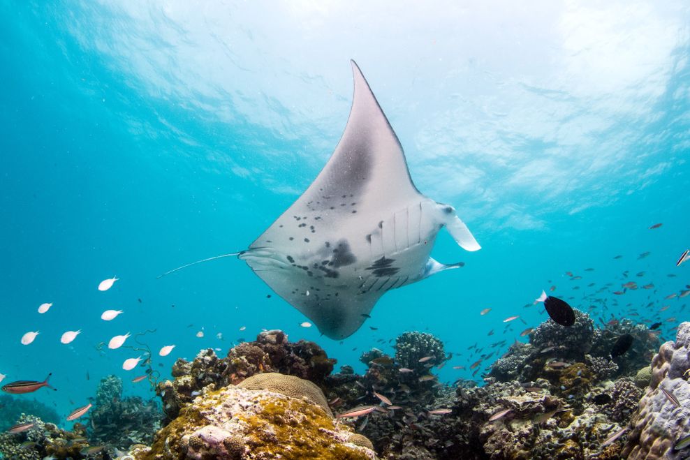 Rund um die Insel begegne ich immer wieder Mantarochen, die elegant durch den Ozean gleiten.