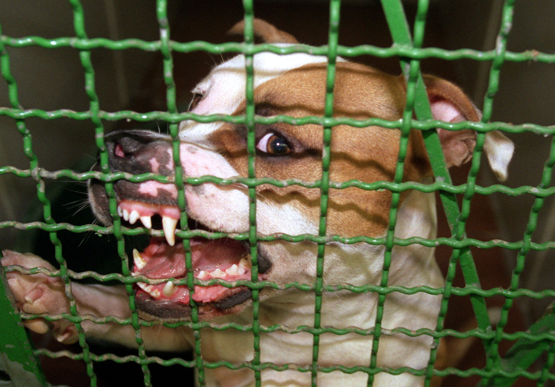 Ein Pittbull in einem Zwinger. (Symbolfoto)