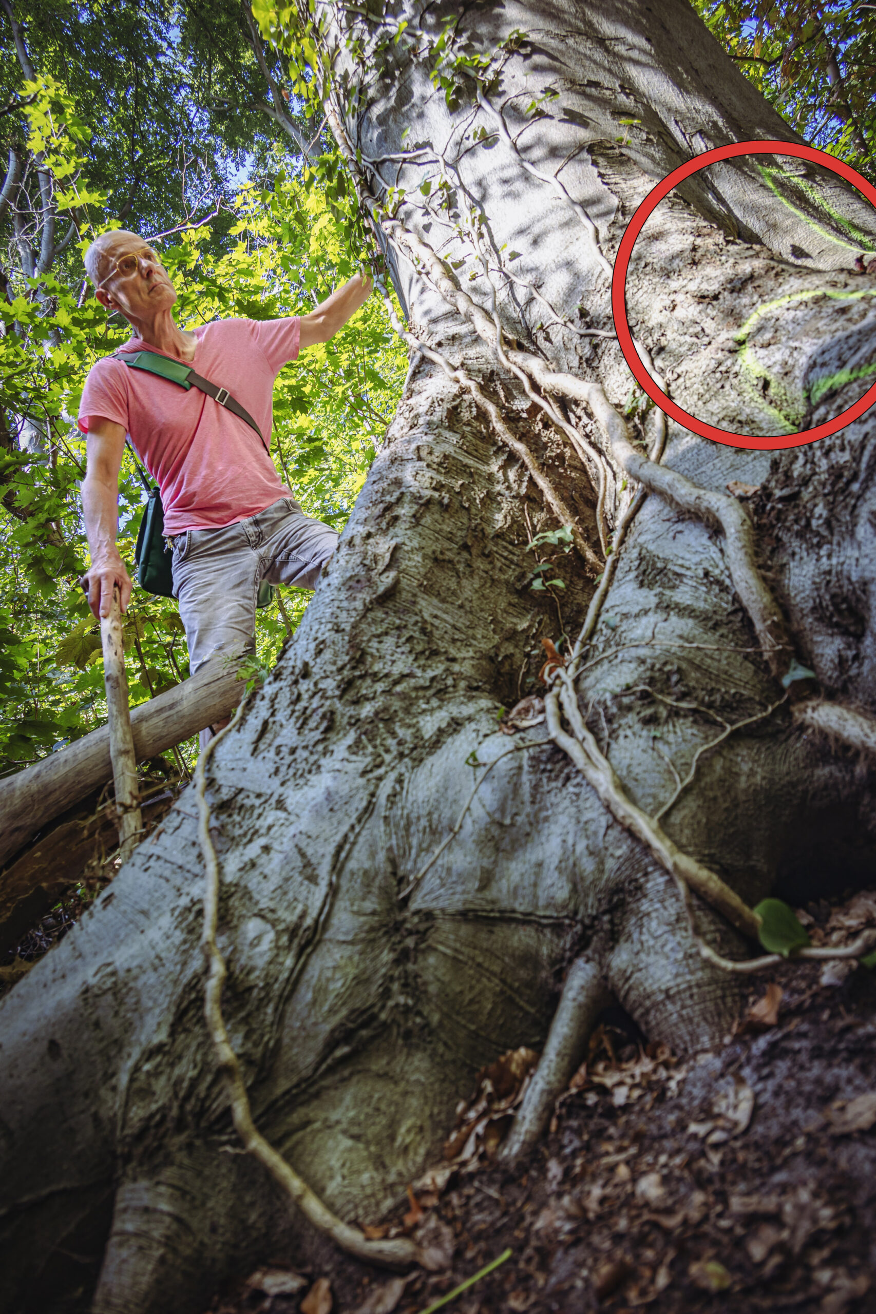 Reporter bei beschädigtem Baum