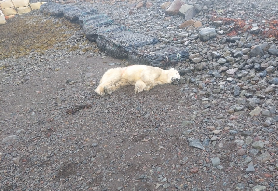 Der von offizieller Stelle erschossene Eisbär.