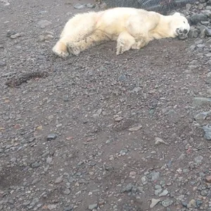 Der von offizieller Stelle erschossene Eisbär.