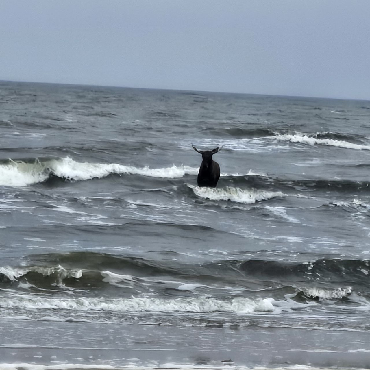 Ein Elch steht vor dem Strand von Ahlbeck auf Usedom im Wasser.