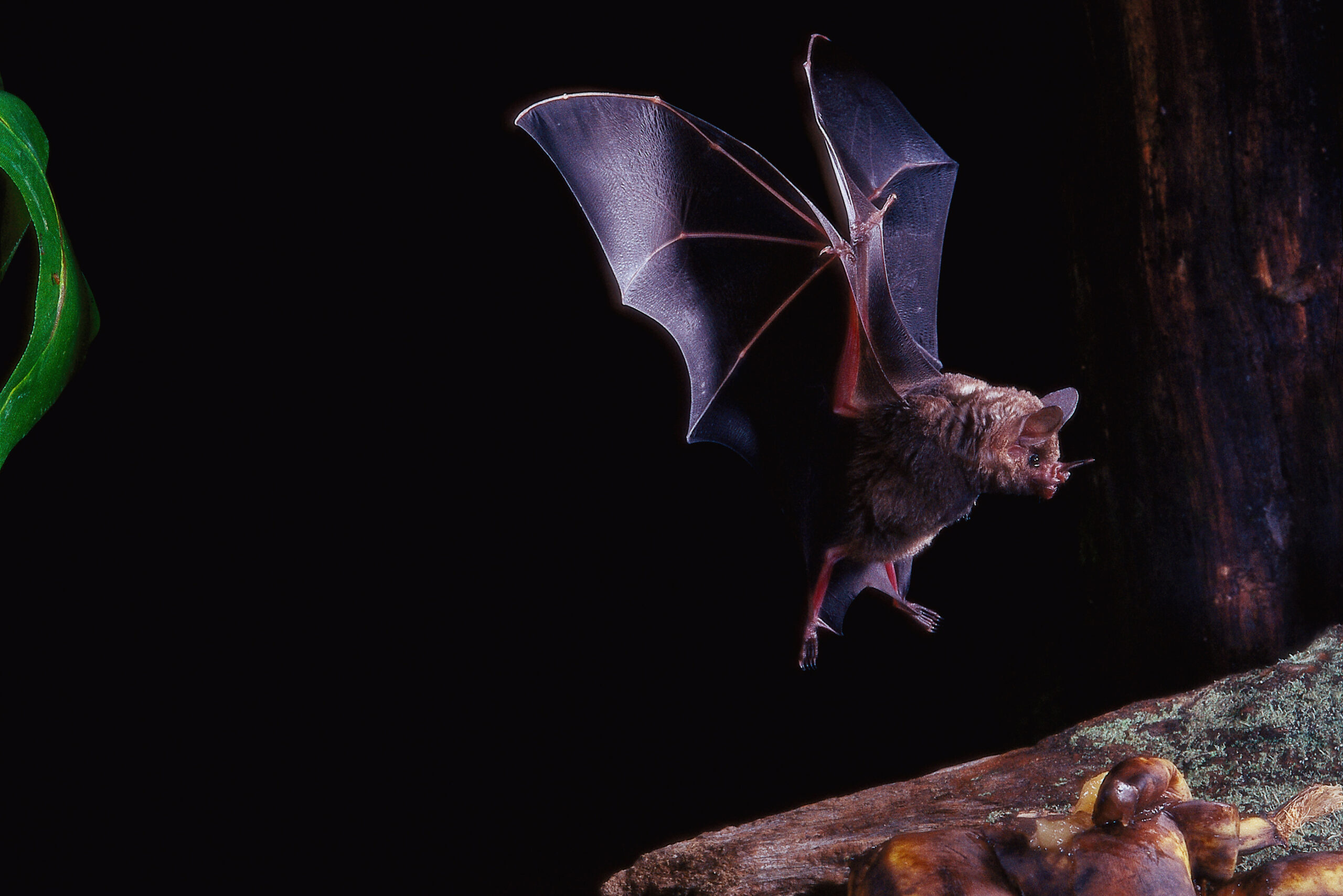 Fledermaus der Gattung Brillenblattnase im Flug bei Nacht