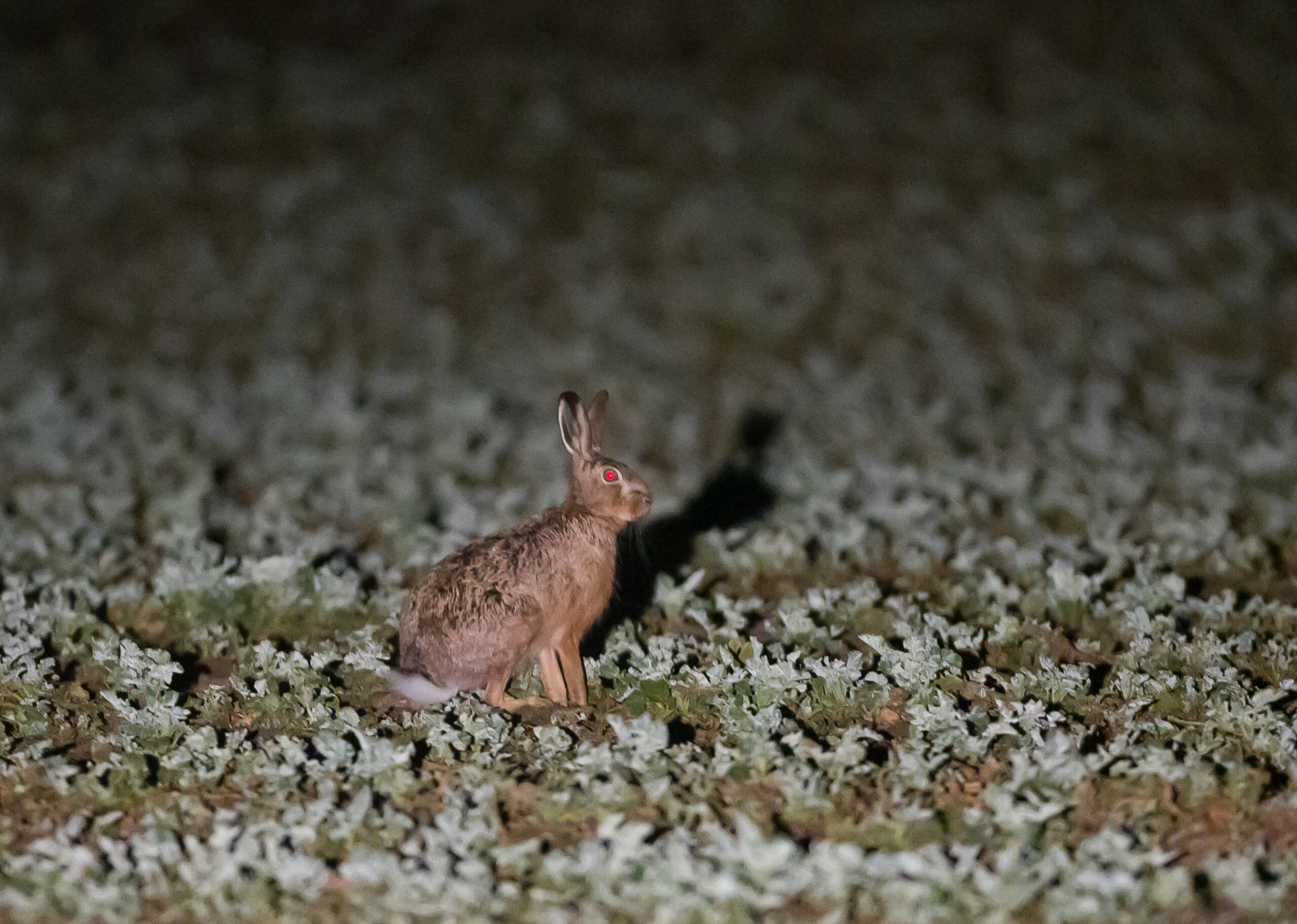 Im Licht eines Suchscheinwerfers leuchten in der Nacht die Augen eines Feldhasens auf einem Feld