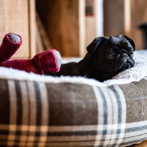 Die schwarze Hunde-Mops-Dame „Edda“ liegt in ihrem Körbchen, neben ihr ein rotes Spielzeug