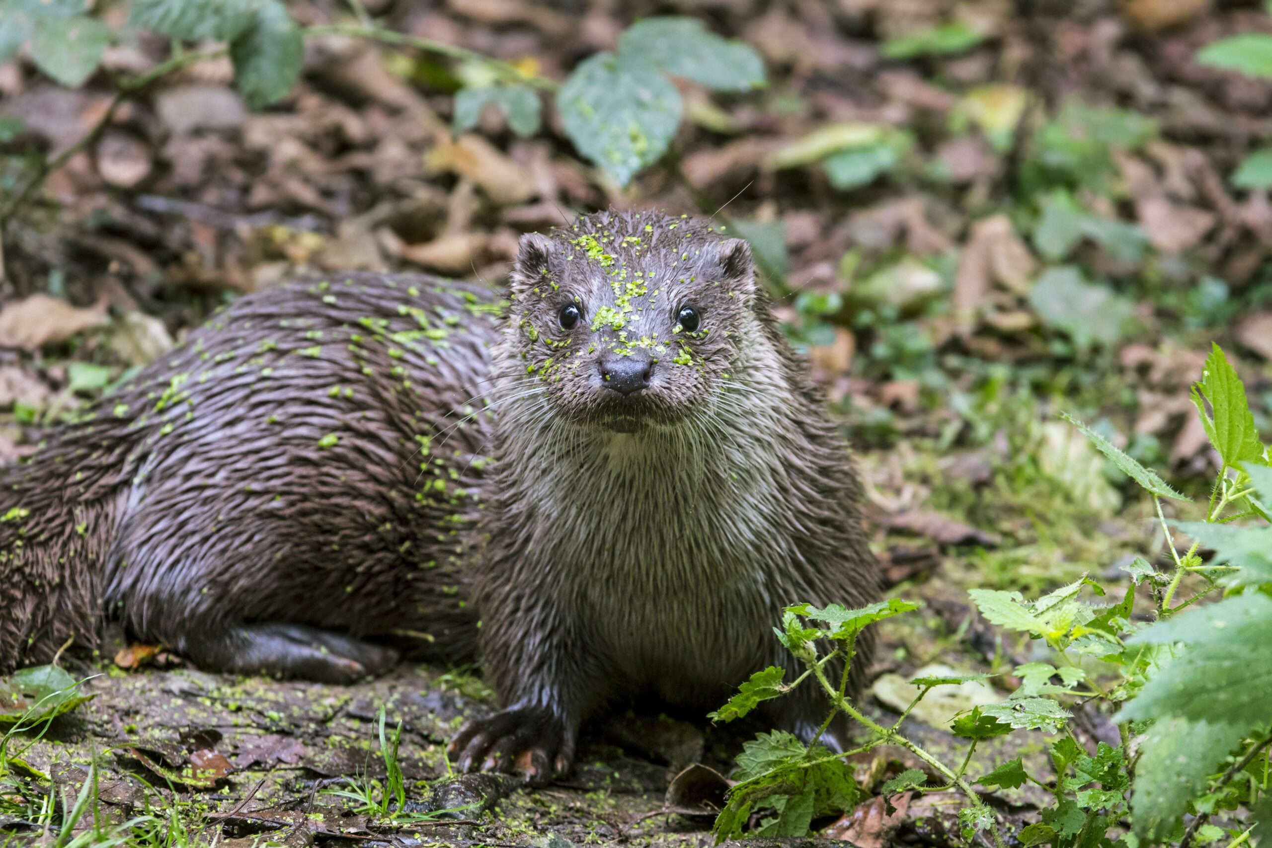 In vielen Gegenden Deutschlands gilt er als ausgestorben – doch in Hamburg wird der Otter immer häufiger beobachtet.