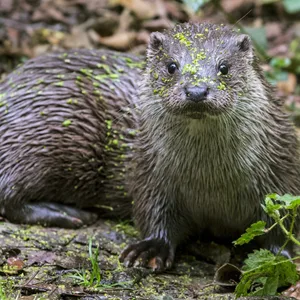 In vielen Gegenden Deutschlands gilt er als ausgestorben – doch in Hamburg wird der Otter immer häufiger beobachtet.