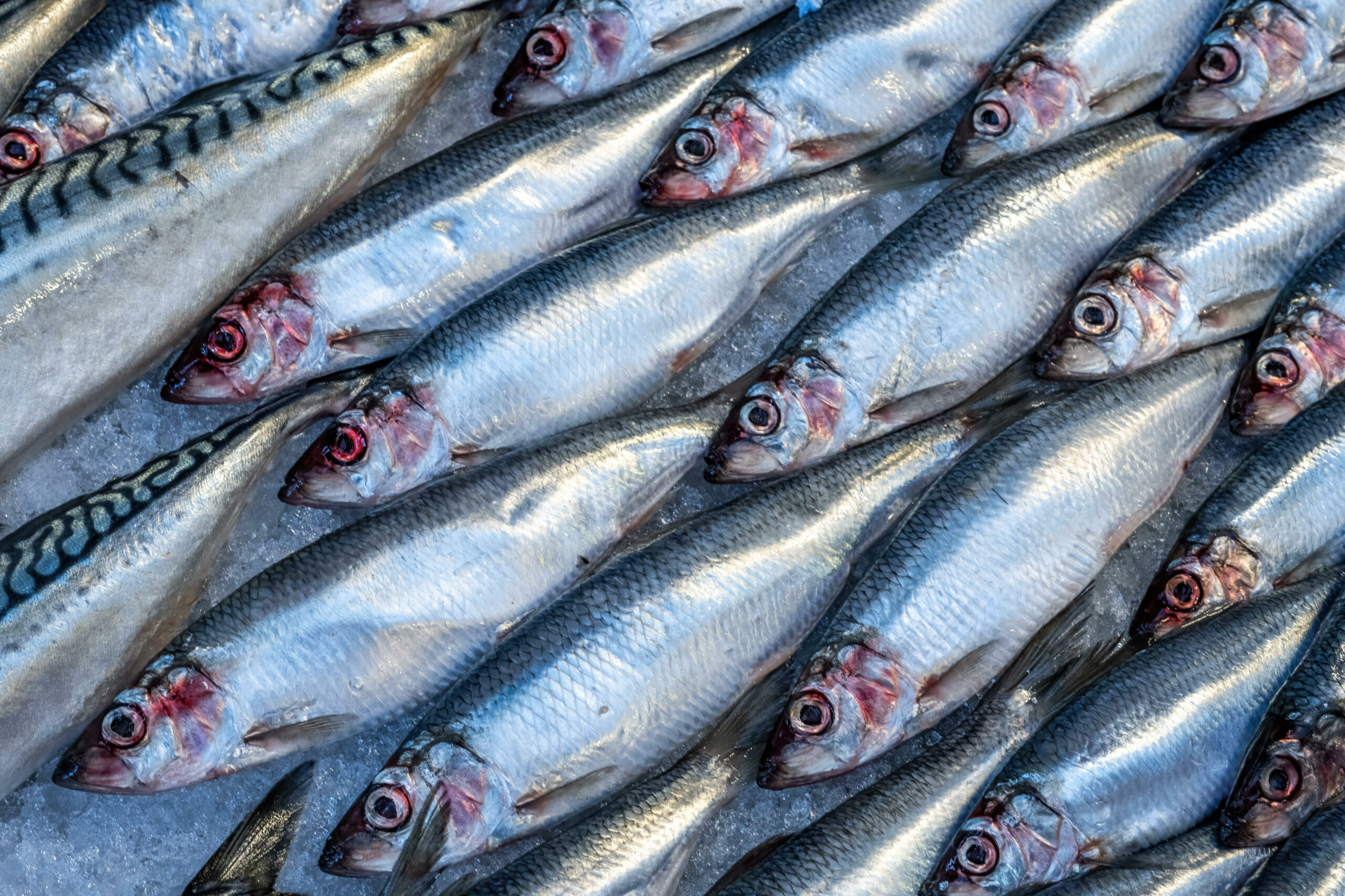 Hering zum Verkauf auf einem Fischmarkt