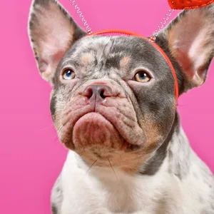Eine französische Bulldogge hat ein Herzchen-Haarreif auf dem Kopf. Der Hund sitzt vor einem pinken Hintergrund