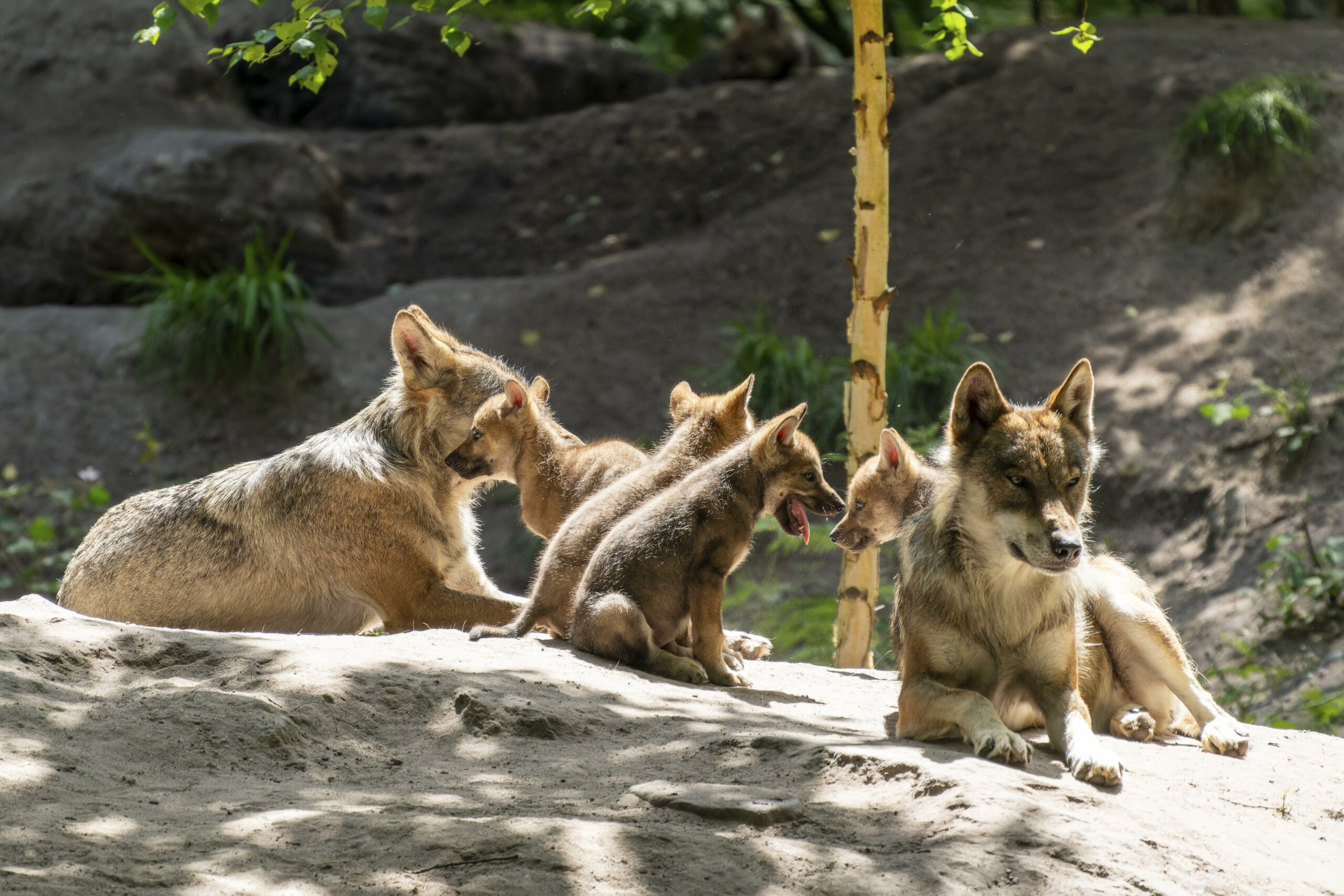 Ein Wolfsrudel mit mehreren Jungtieren liegt auf einem Felsen in sonnigem Licht