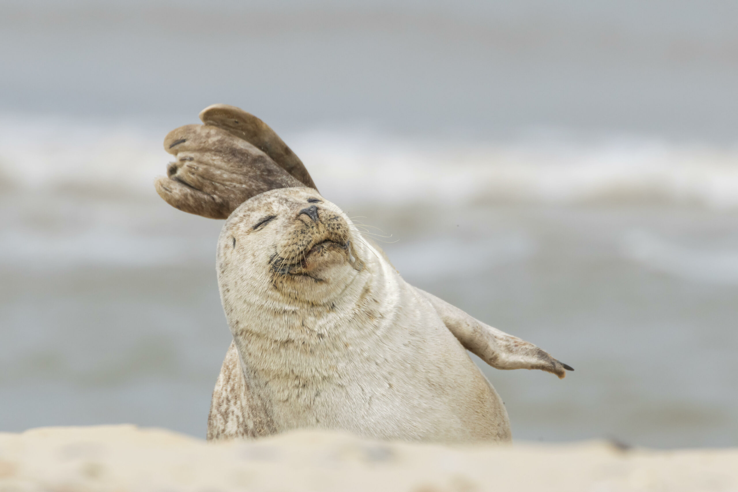 Kegelrobbe schlafend am Strand