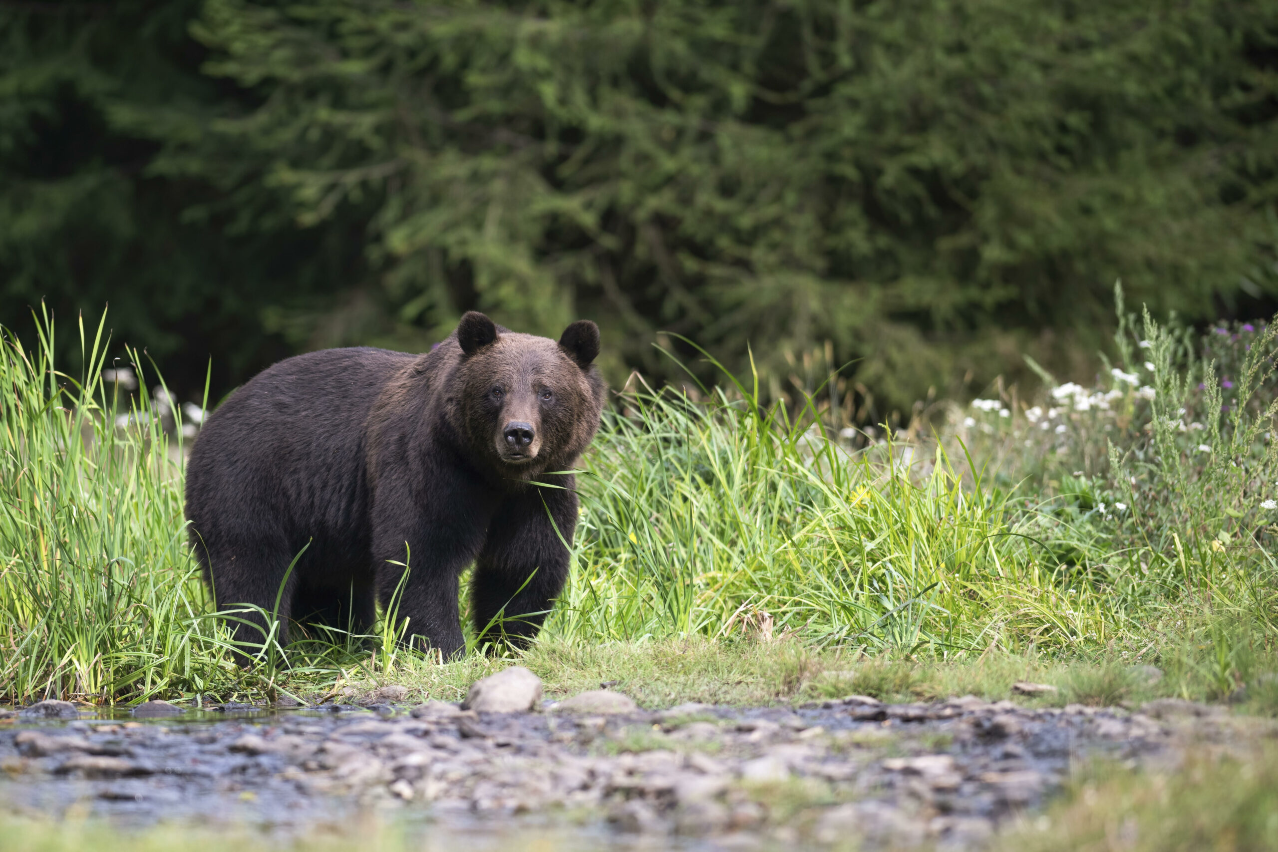 Braunbär vor Bäumen