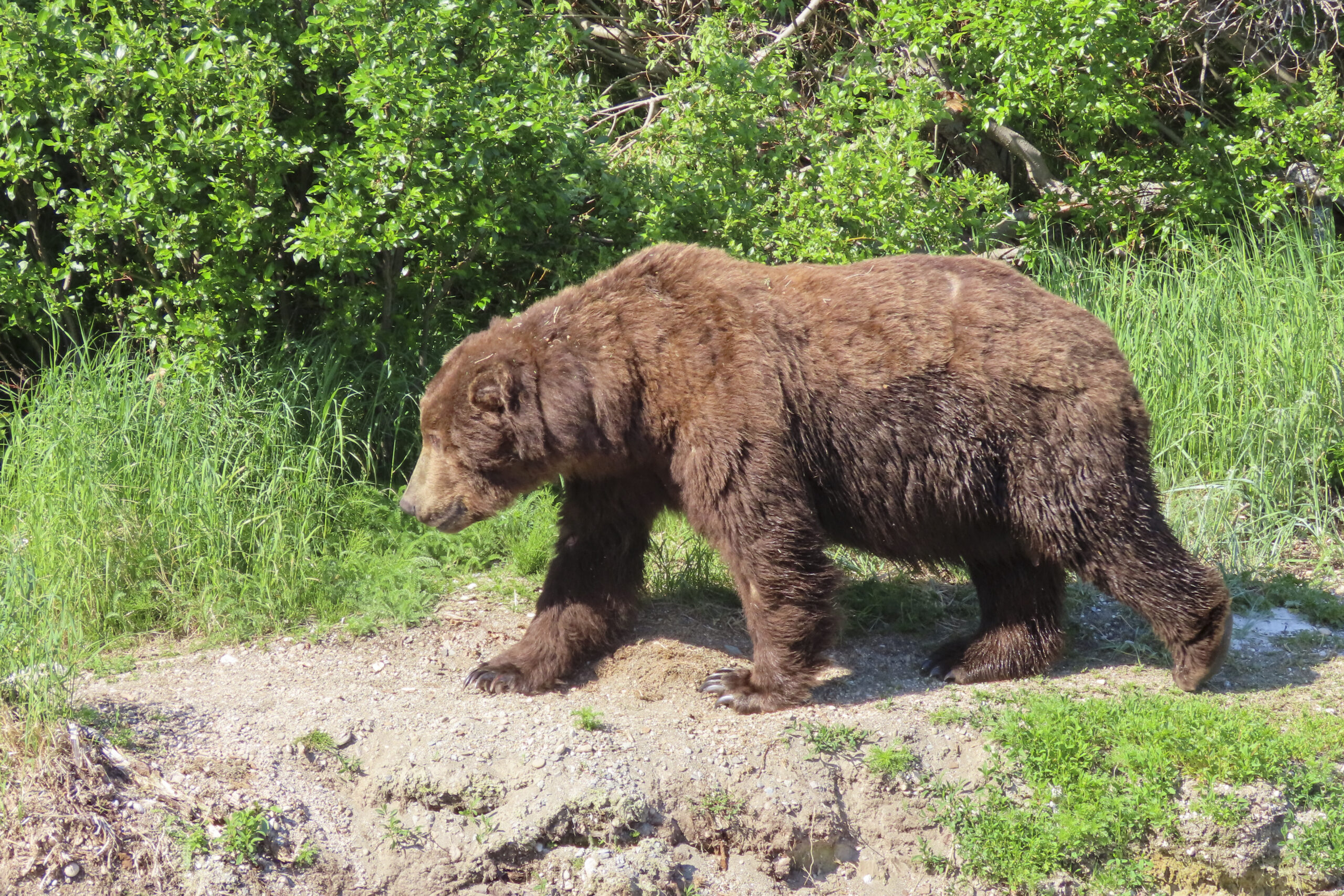 „Jumbo Jet“ im Katmai National Park in Alaska.