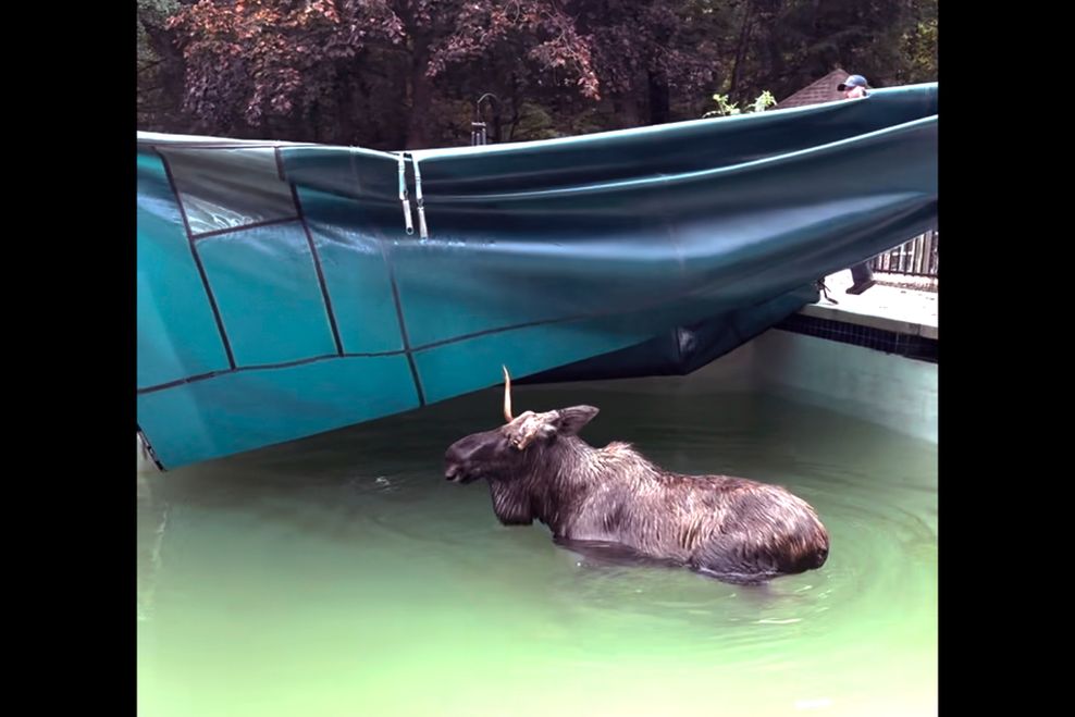 Ein ausgewachsener Elch steht in einem Pool unter einer Abdeckplane