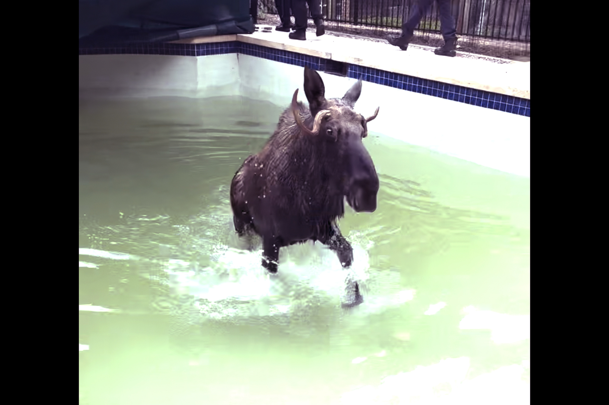 Ein ausgewachsener Elch verlässt einen kleinen Swimmingpool