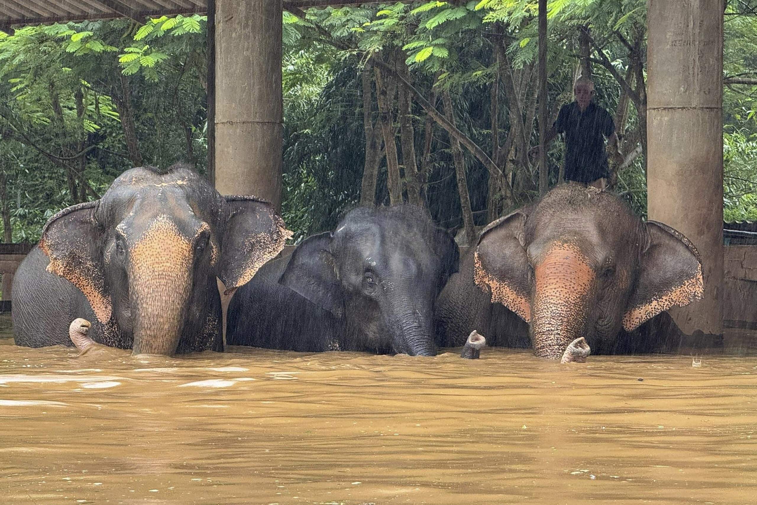 Drei der rund 100 Elefanten, die in den steigenden Fluten des Parks in der Provinz Chiang Mai, Thailand, festsitzen.