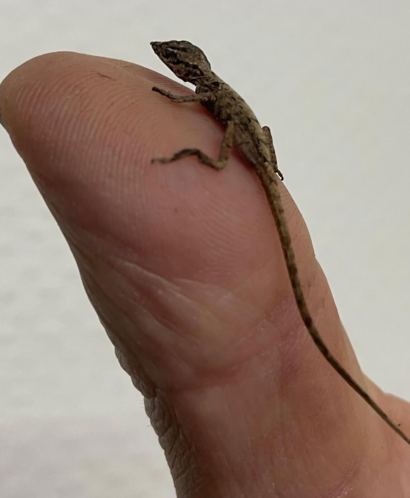 Diese Mini-Echse reiste als blinder Passagier auf einer Palme aus der Karibik bis nach Hamburg.