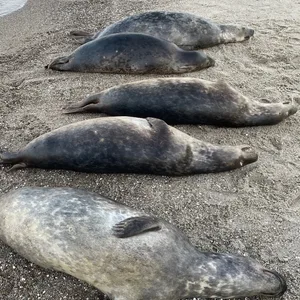 Tote Robben an der Ostküste der Halbinsel Mönchgut auf Rügen.