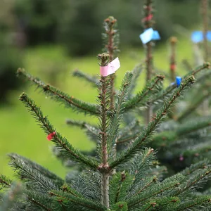 Weihnachtsbaum-Verkauf