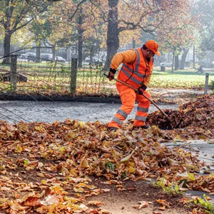 Ein Mitarbeiter der Stadtreinigung schiebt eine großen Haufen Laub vor sich über Straße. Hintergrund sind Laubbäume.