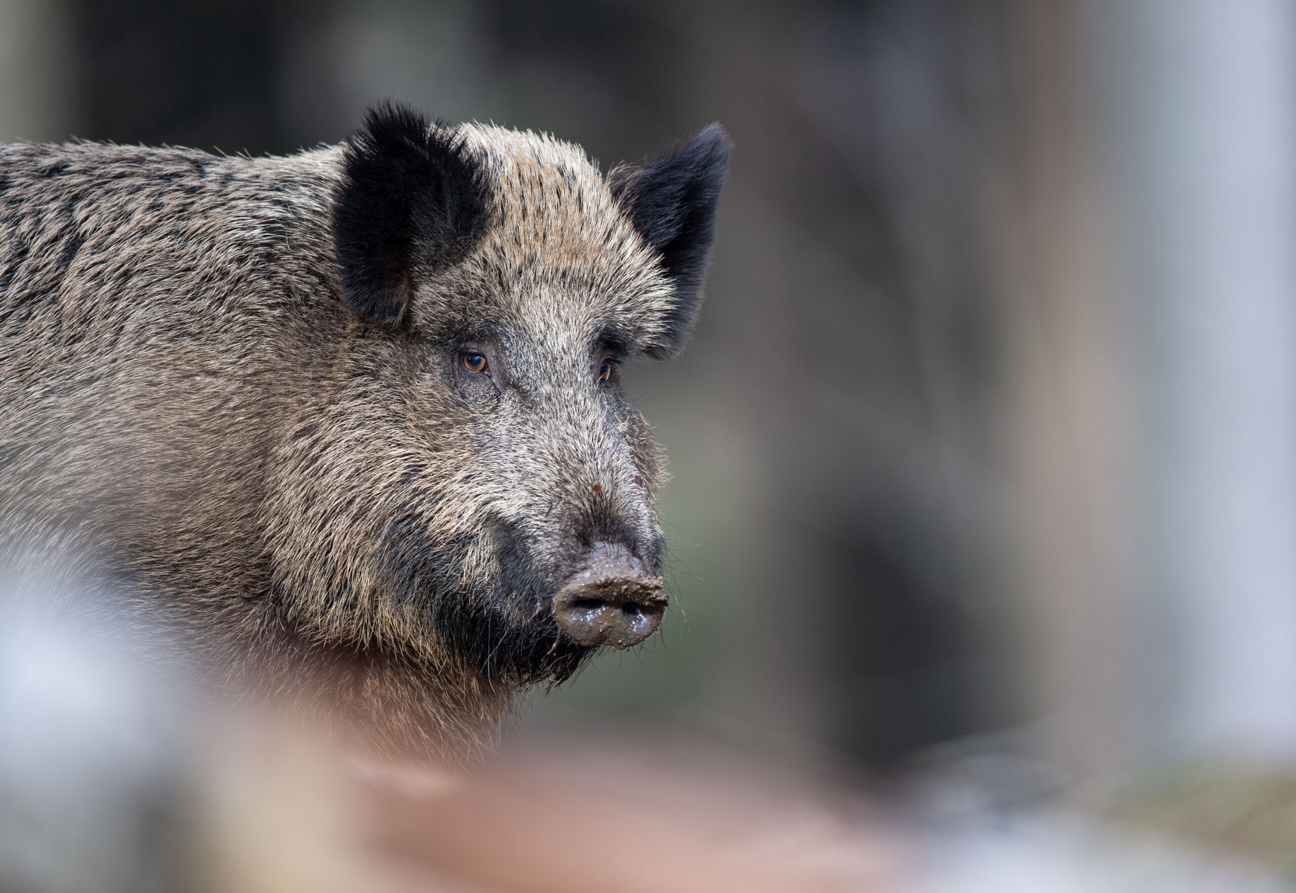 Wildschweine