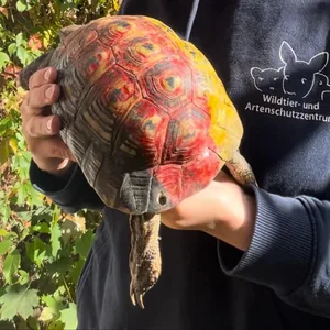 Ein Loch wurde den Panzer der Schildkröte gebohrt